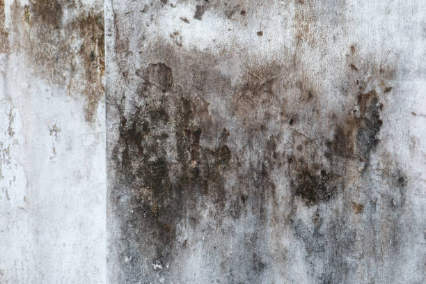 Best Post-Construction Mold Inspection  in Hamilton Square, NJ