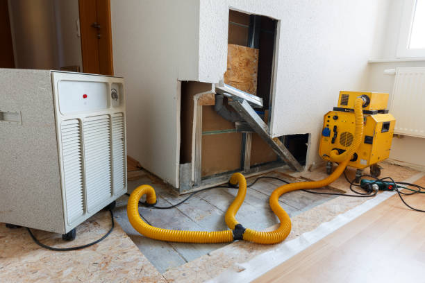Best Black Mold Removal  in Hamilton Square, NJ