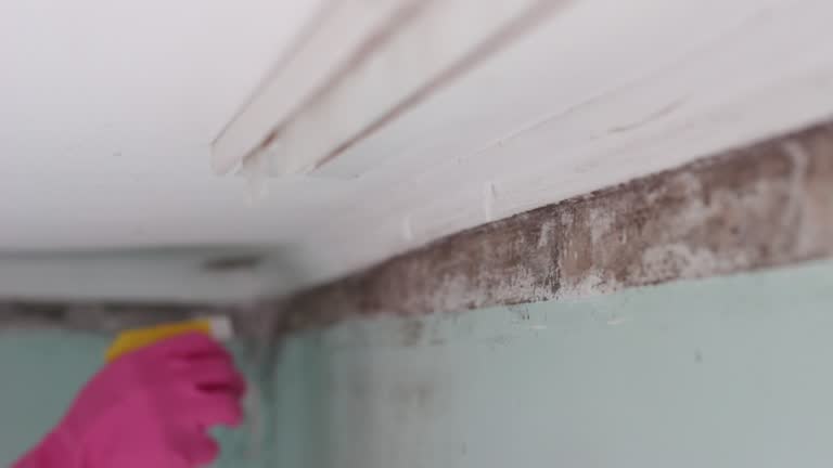 Best Mold Prevention Services  in Hamilton Square, NJ